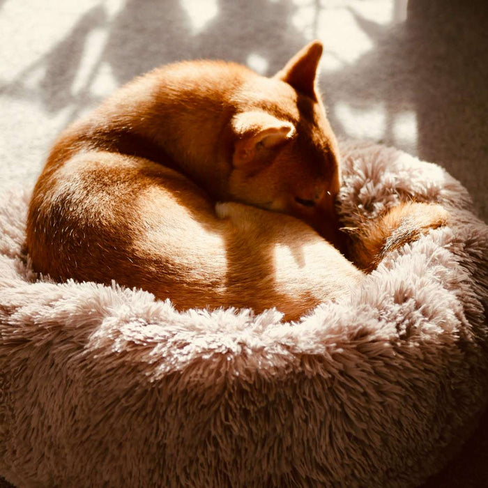 Small brown dog curls up in a fluffy round floor bed under warm sunlight during a raised dog bed vs floor bed comfort comparison