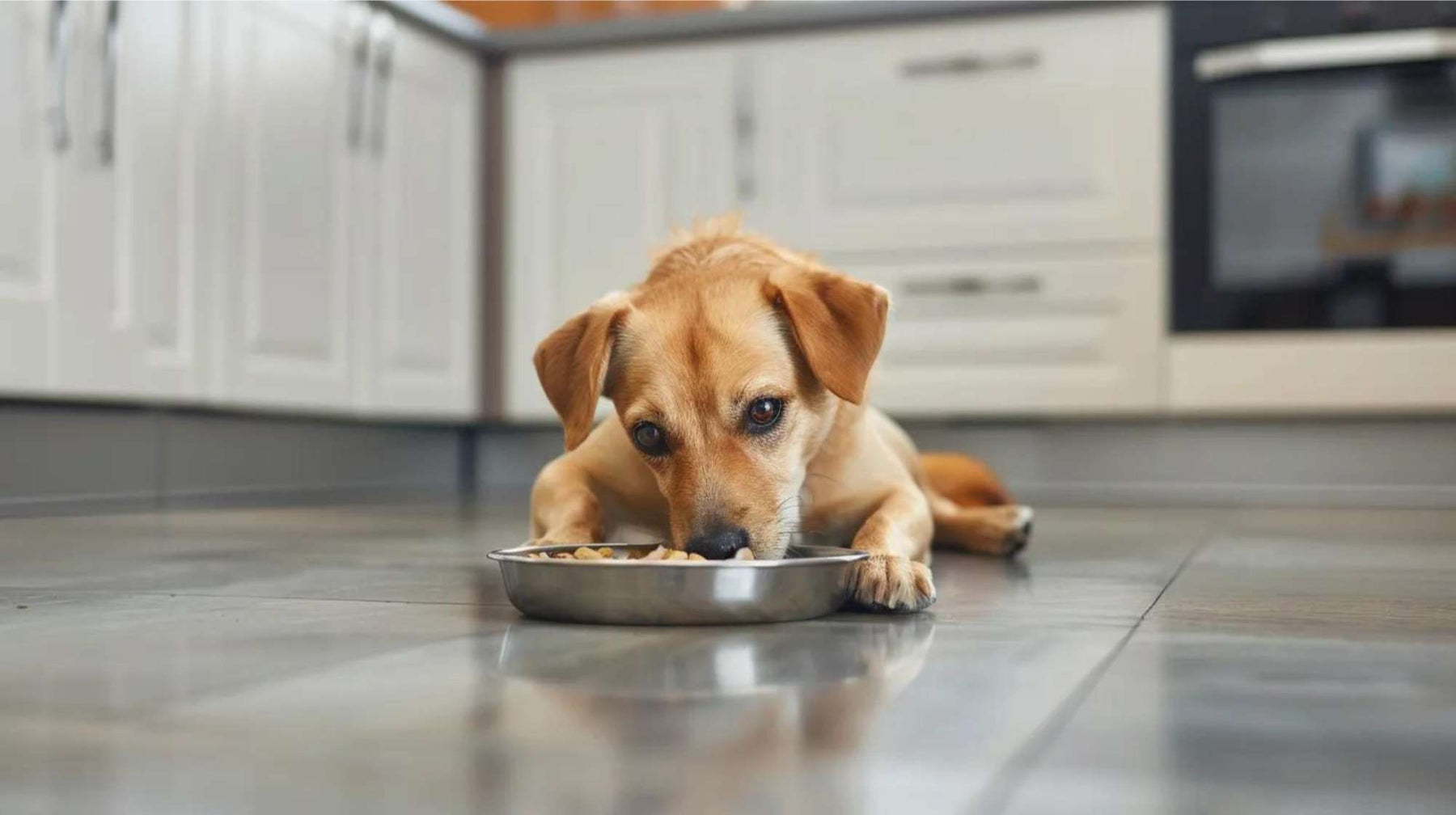 Small brown dog lies on a kitchen floor eating from a metal bowl, showing a typical feeding scene related to the question can dogs eat yogurt