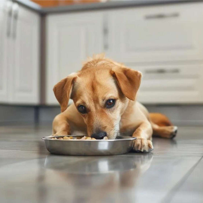 Small brown dog lies on a kitchen floor eating from a metal bowl, showing a typical feeding scene related to the question can dogs eat yogurt