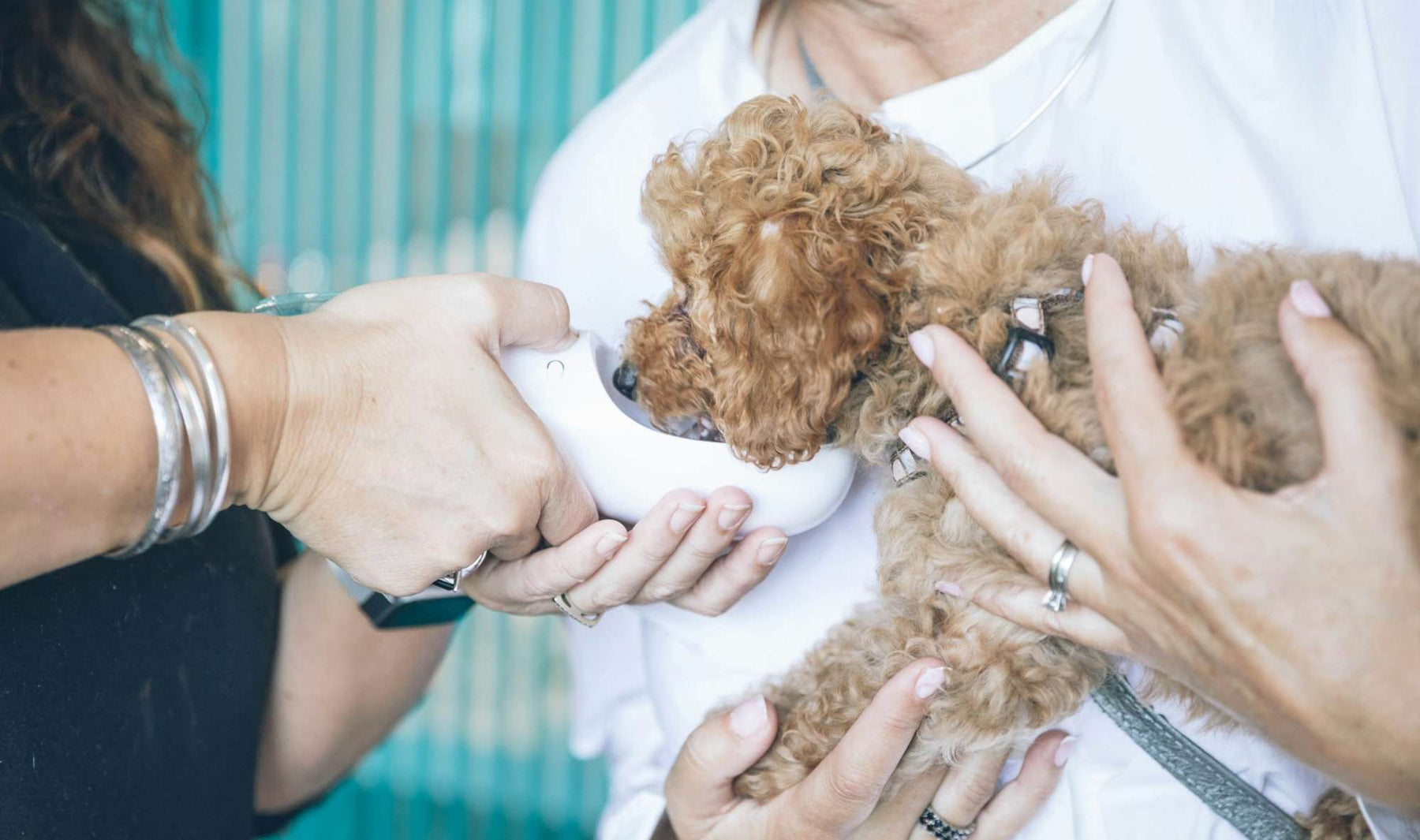 Small curly-haired puppy drinking from a handheld water bowl while being gently held, showing healthy dog water intake during care or travel