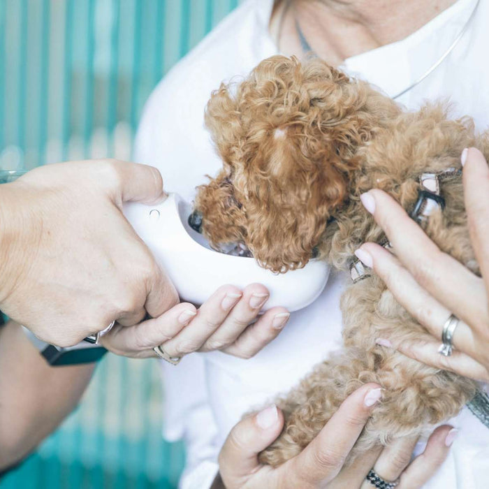 Small curly-haired puppy drinking from a handheld water bowl while being gently held, showing healthy dog water intake during care or travel