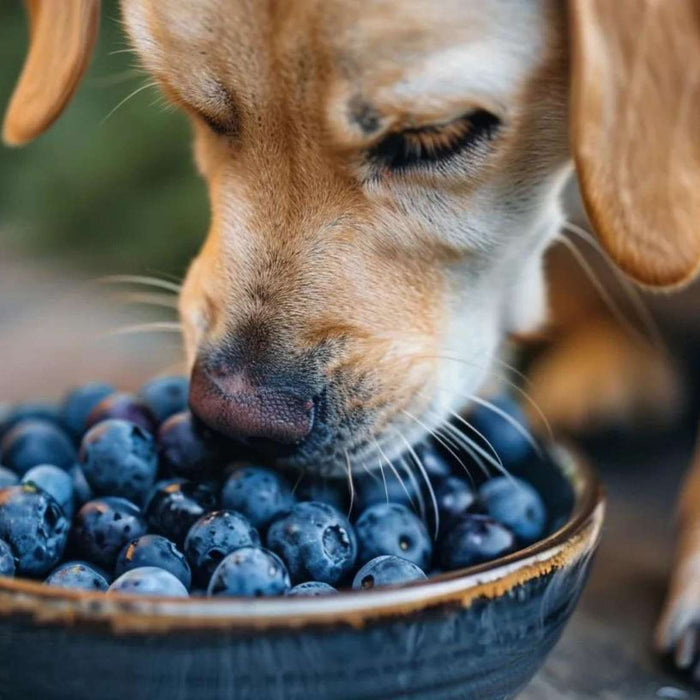 Small dog leans over a bowl full of fresh blueberries, gently sniffing them, illustrating the question can dogs eat blueberries