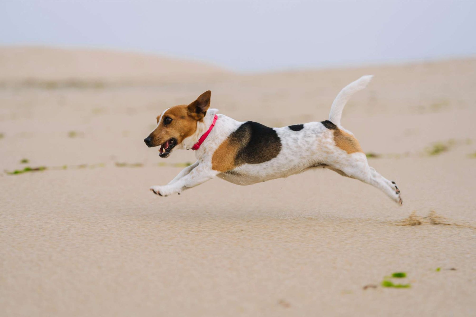 Small dog with a white, brown, and black coat leaps across soft sand with ears perked and tail up, showing energy supported by a dog joint health diet