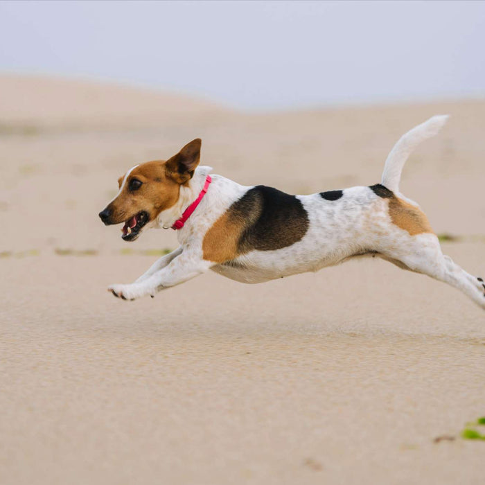 Small dog with a white, brown, and black coat leaps across soft sand with ears perked and tail up, showing energy supported by a dog joint health diet