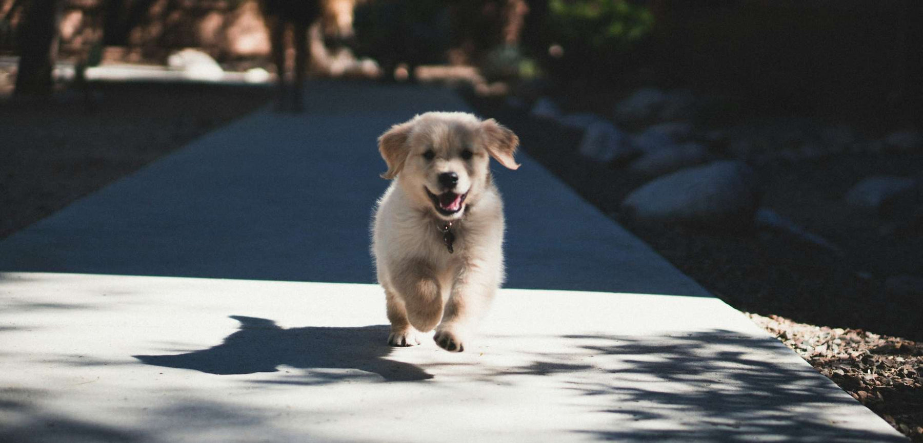 Small fluffy puppy happily runs toward the camera on a sunlit path, showing playful energy during puppy activities outdoors