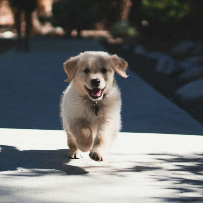 Small fluffy puppy happily runs toward the camera on a sunlit path, showing playful energy during puppy activities outdoors