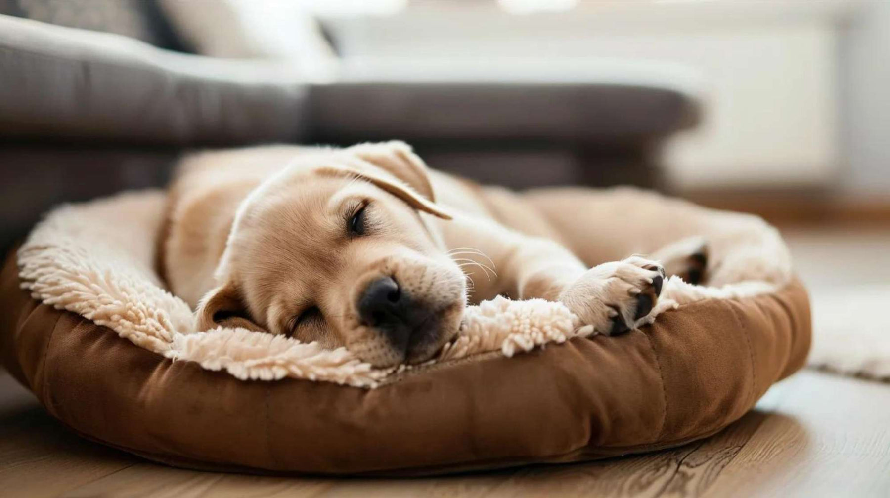 Small puppy sleeps curled up on a soft cushioned bed on a wooden floor, highlighting comfort and dog bed safety