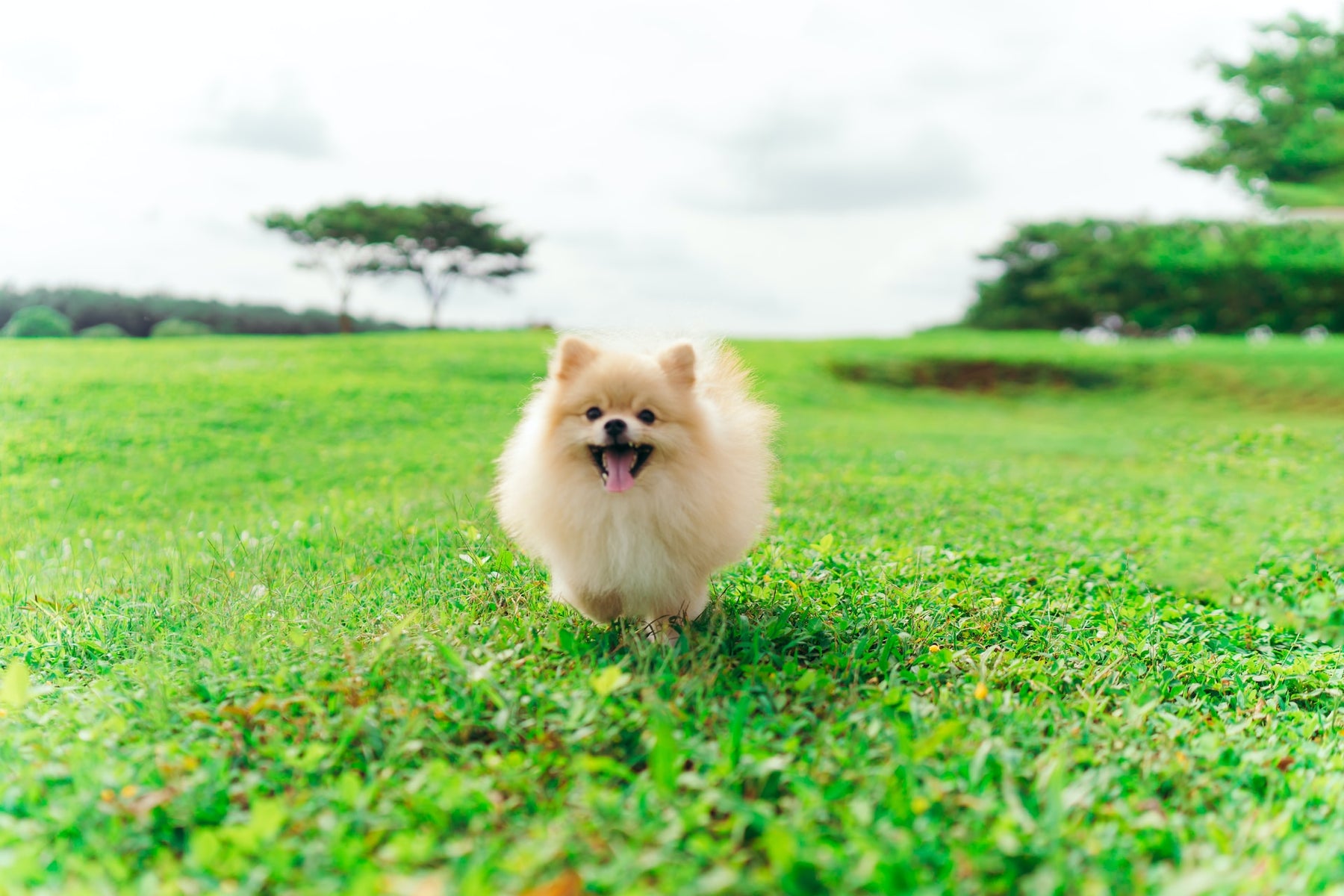 Small Pomeranian Running Across Green Field