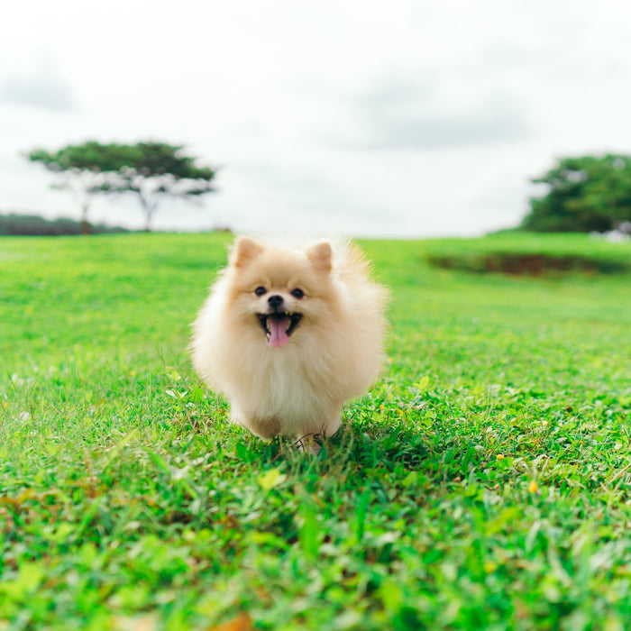Small Pomeranian Running Across Green Field