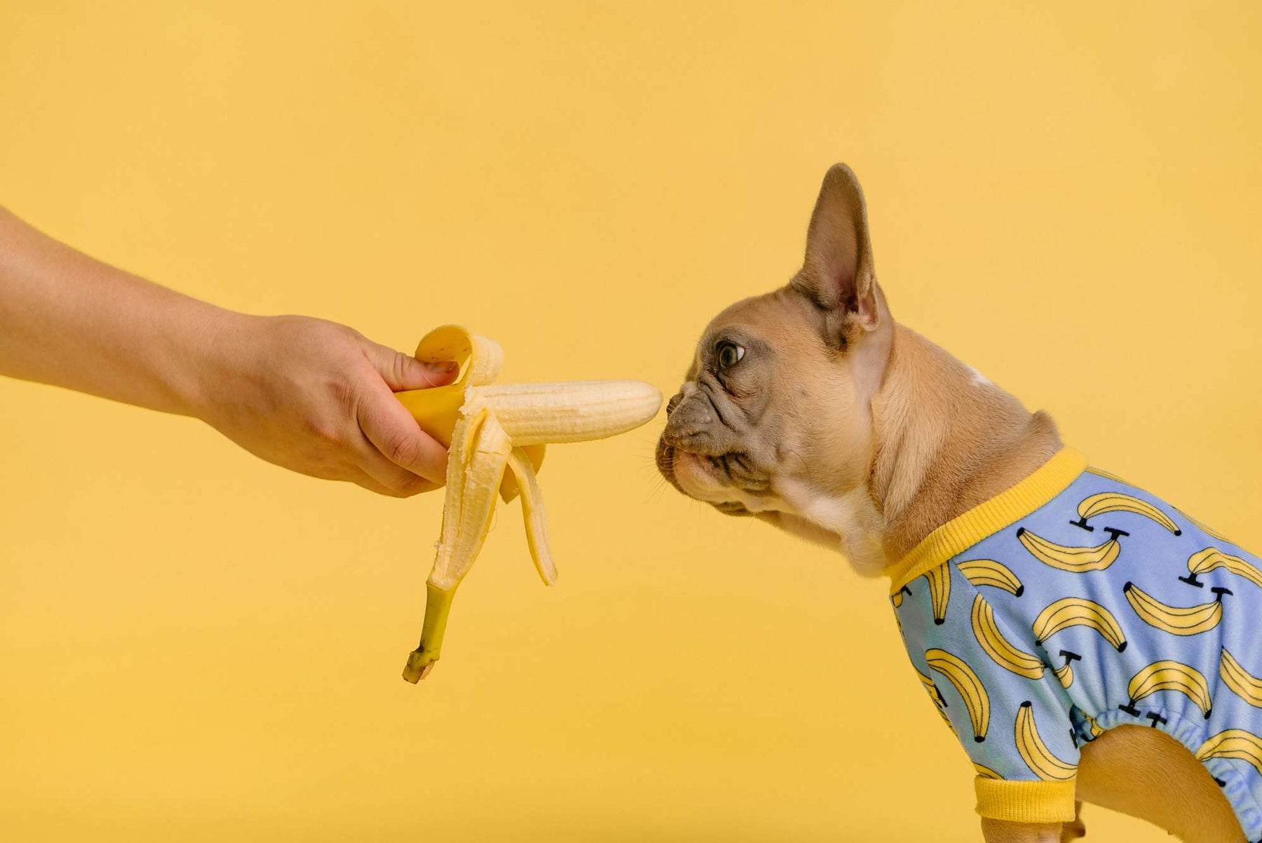 Small dog faces a peeled banana held by a person, highlighting the question are dogs allowed to eat banana