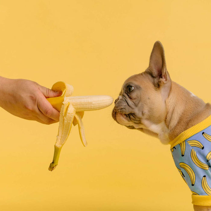 Small dog faces a peeled banana held by a person, highlighting the question are dogs allowed to eat banana