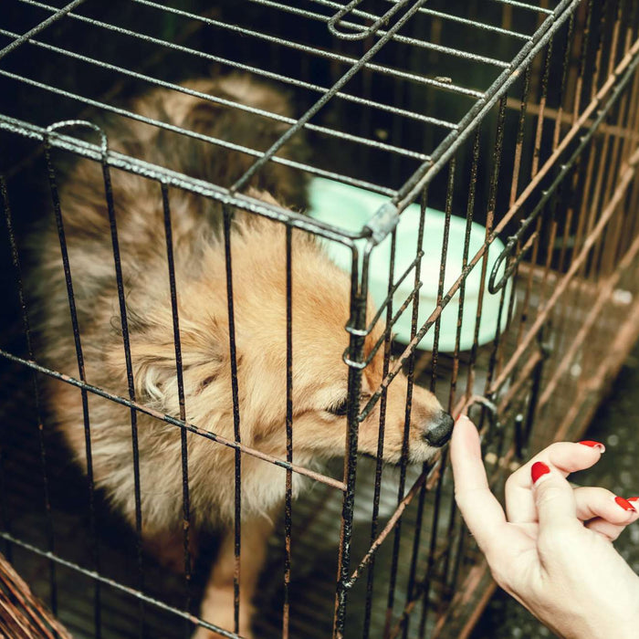 Small dog in a metal crate touches a person’s finger through the bars, highlighting why can you donate dog crates to help shelter animals