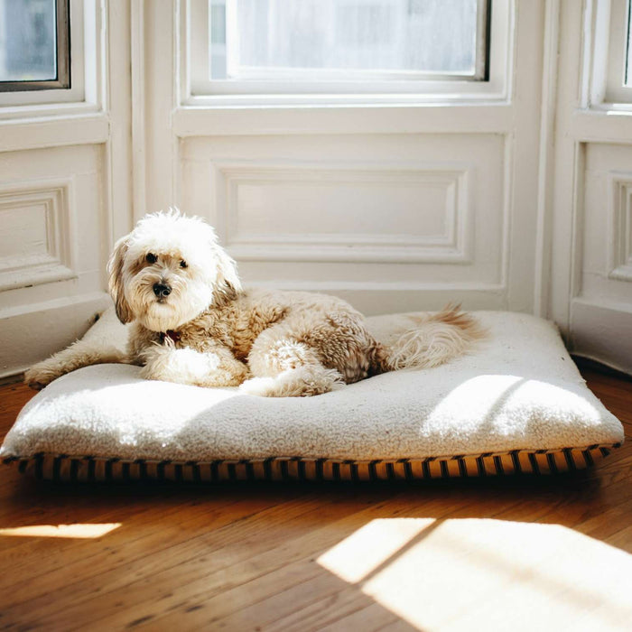 Small fluffy dog rests on a light dog bed near a bright window, highlighting everyday pet bedding and whether can dog beds be dry cleaned
