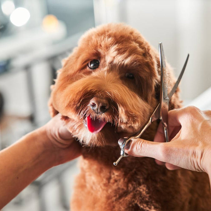 The image shows a small brown dog being groomed by a person holding grooming scissors, which can be a part of learning how to start dog grooming business.