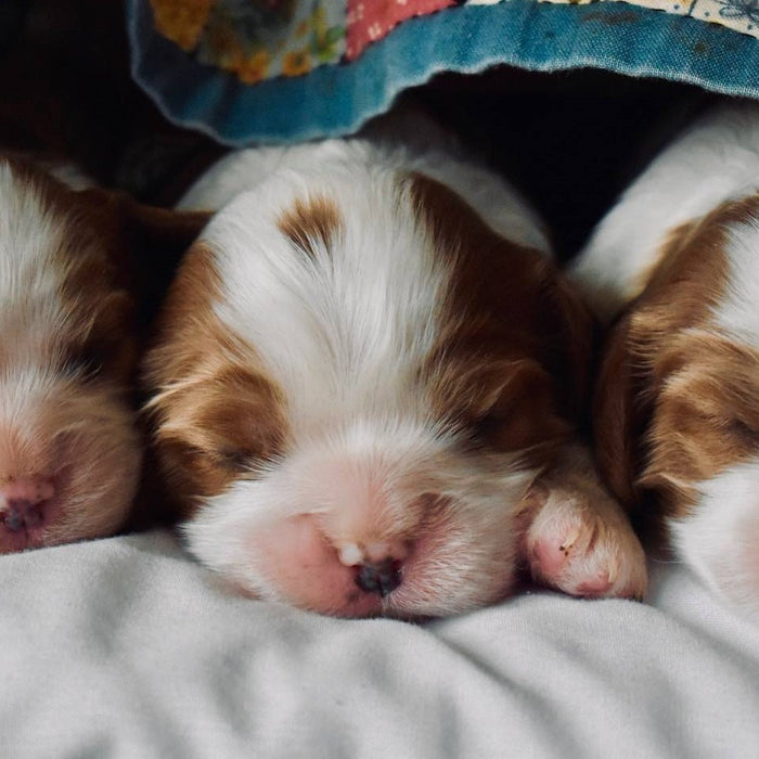 Three 1-Week-Old Cavalier Puppies
