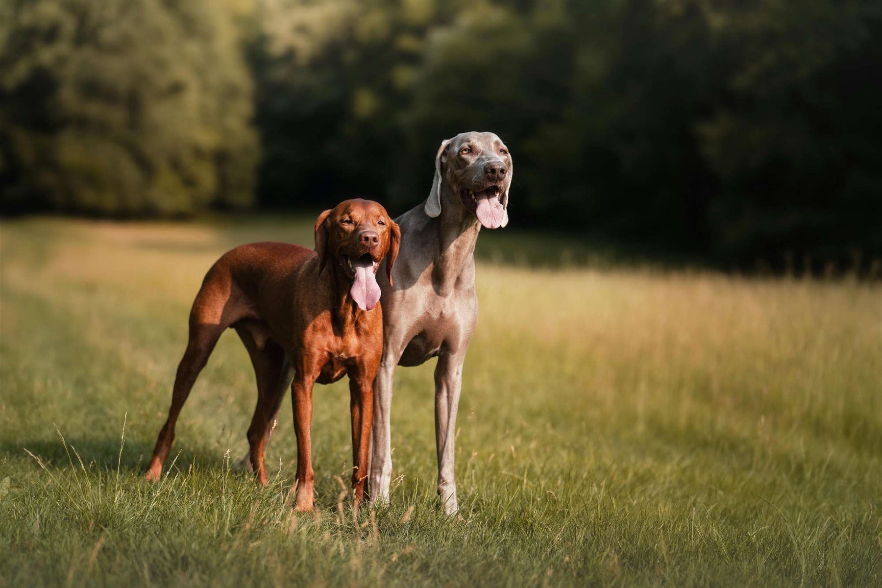 Two athletic dogs standing in a grassy field during a dog weight management plan focused on regular outdoor exercise and healthy activity