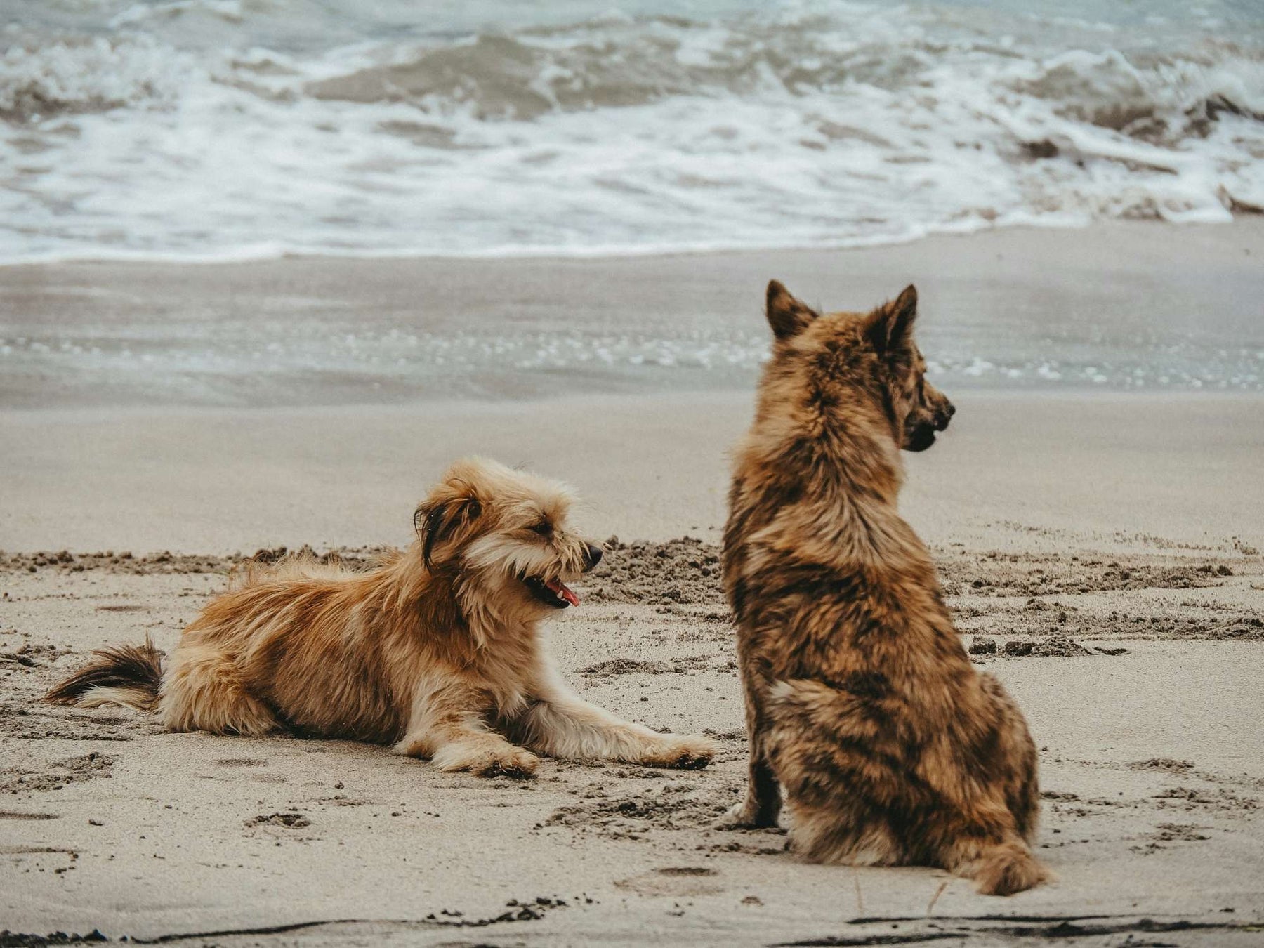 Two dogs sit together on a sandy beach near the ocean waves, a peaceful scene that pairs well with the theme of 10 Dog Urinary Health Food Recipes That Work