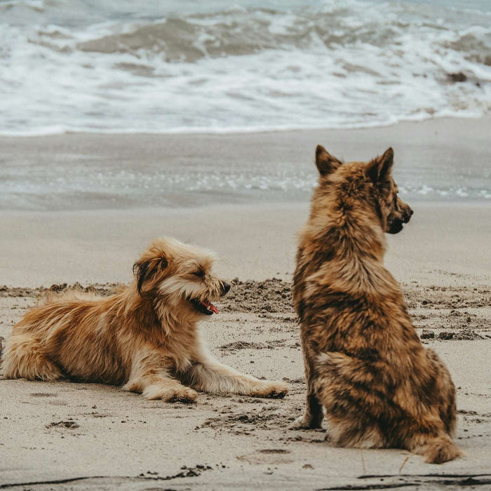 Two dogs sit together on a sandy beach near the ocean waves, a peaceful scene that pairs well with the theme of 10 Dog Urinary Health Food Recipes That Work