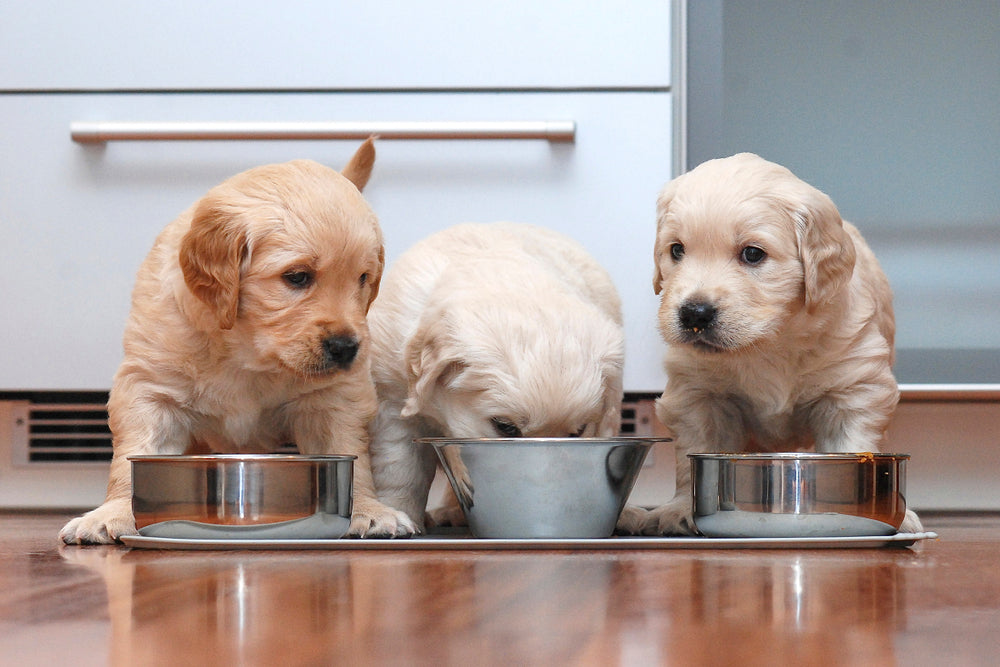 What Human Foods Can Puppies Eat?