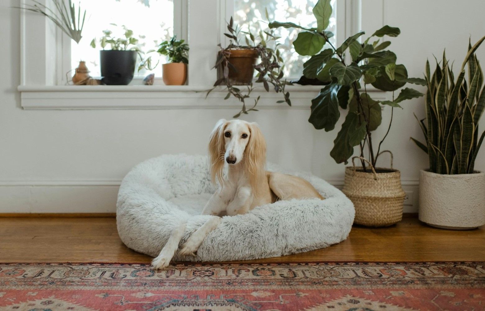 White And Brown Dog Lying On White Pet Bed