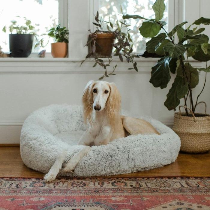 White And Brown Dog Lying On White Pet Bed