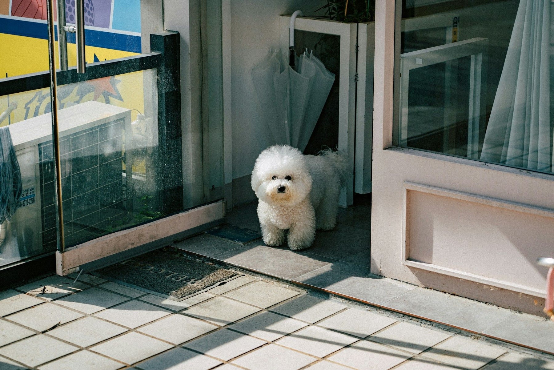 White Poodle In An Open Door