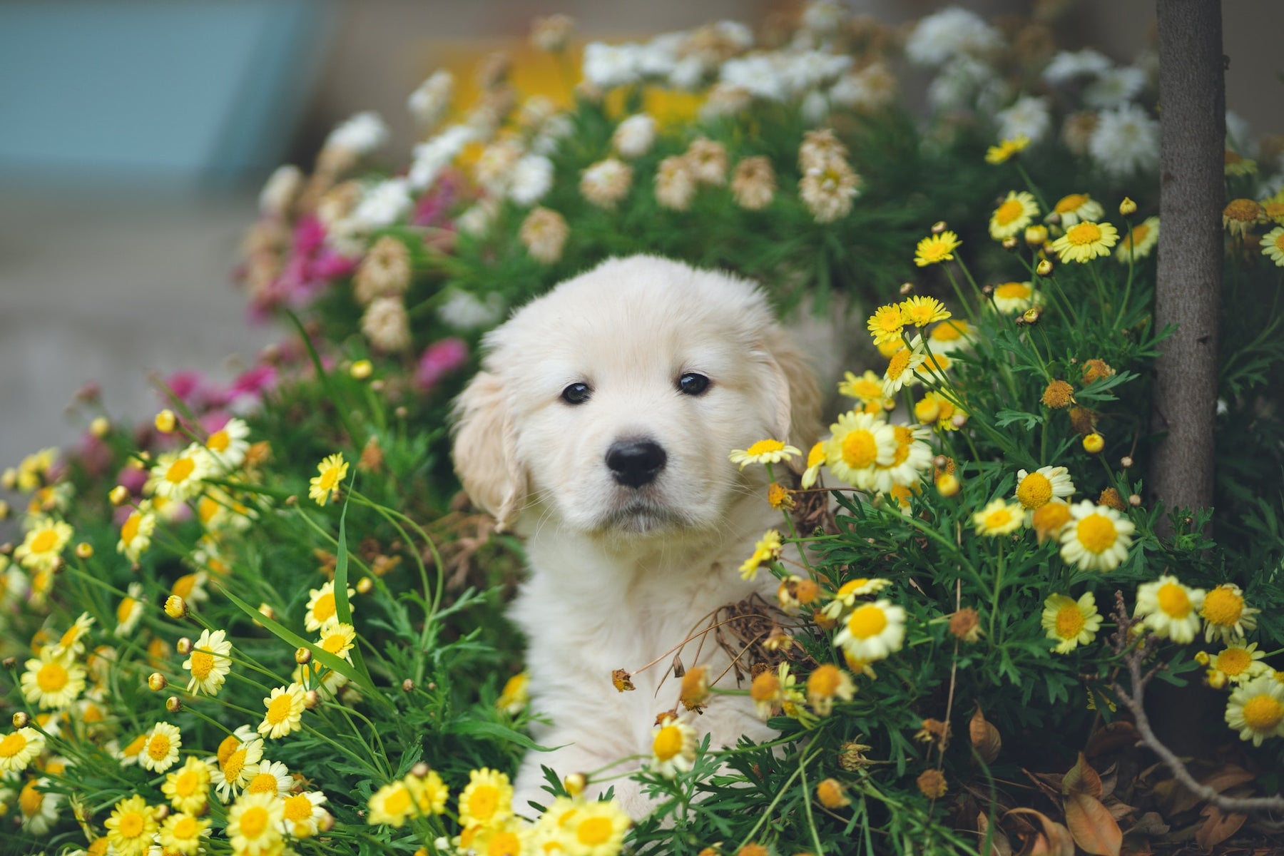 White Puppy Surrounded By Flowers