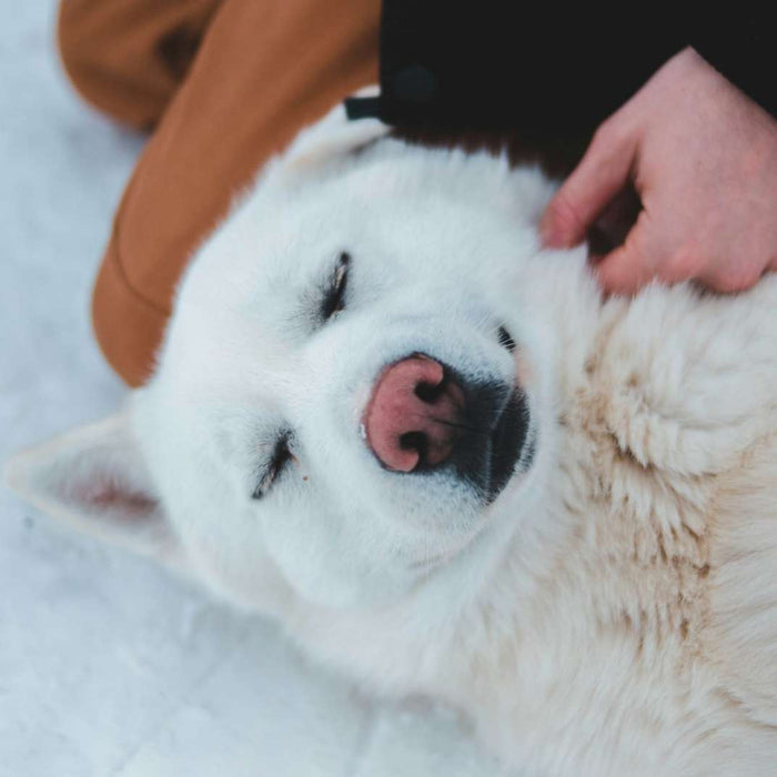 White dog lying on its back while being gently petted, representing calm dog allergy grooming for itchy skin relief