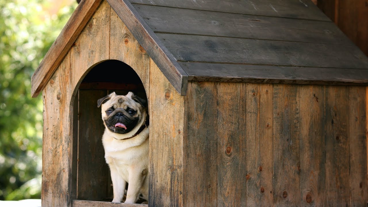 Beginners Guide To Buying A Dog Kennel - Puppy Fever Pro