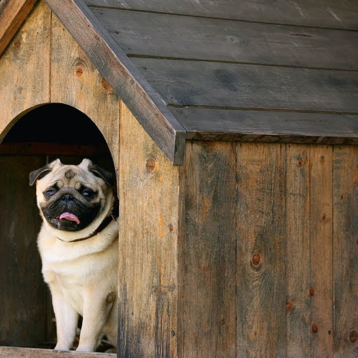 Beginners Guide To Buying A Dog Kennel - Puppy Fever Pro