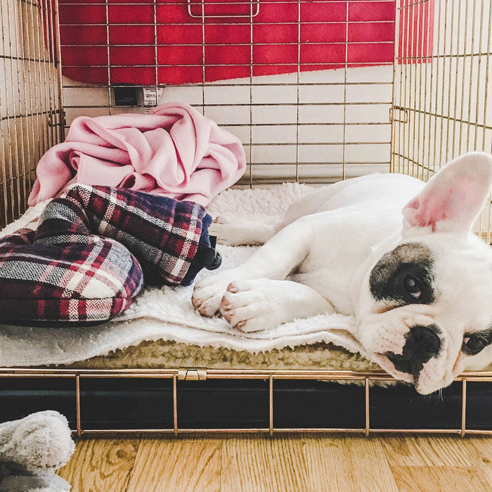 How To Crate Train Your Puppy - Puppy Fever Pro