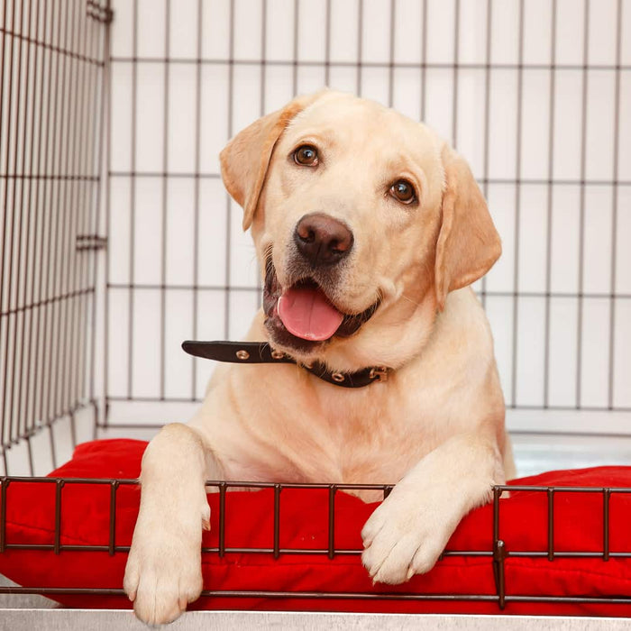 Will crate training help my puppy's separation anxiety? - Puppy Fever Pro