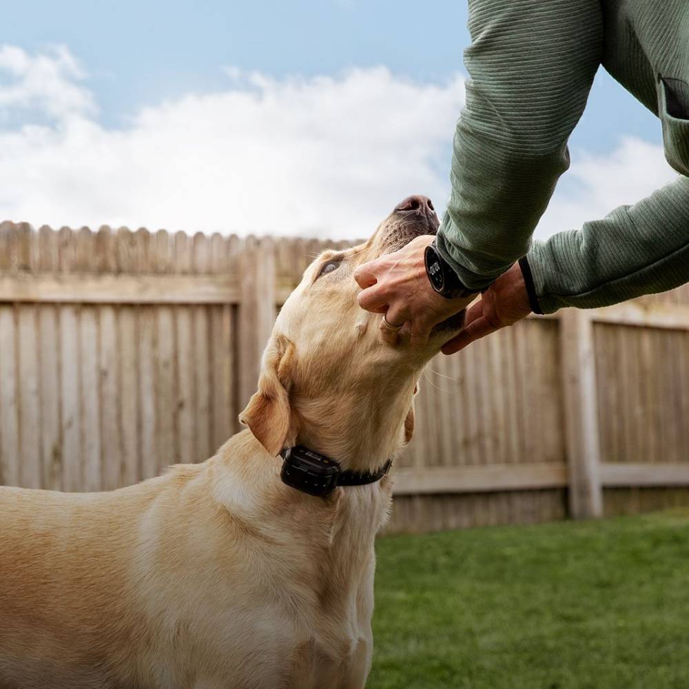 Dog Training Collars And E-Collars