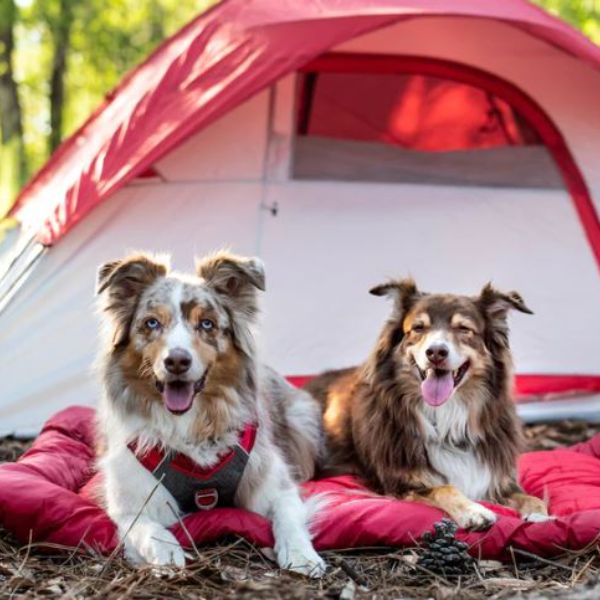 Waterproof Dog Beds For Camping