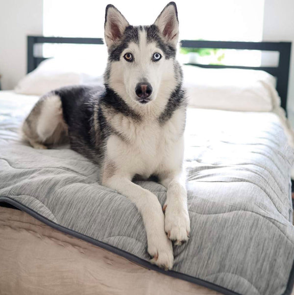 Dog blankets