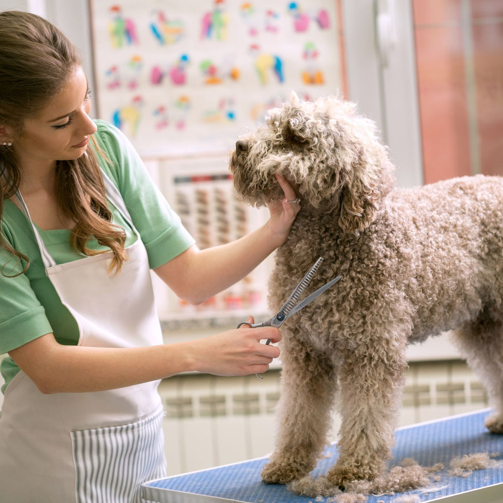 Dog Grooming Tables And Tubs For Pet Owners And Professional Groomers