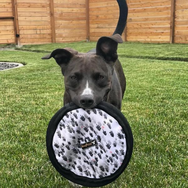 Indestructible Dog Toys