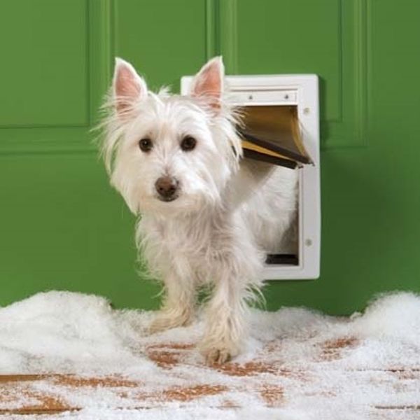 Dog Doors For Small Dog Breeds