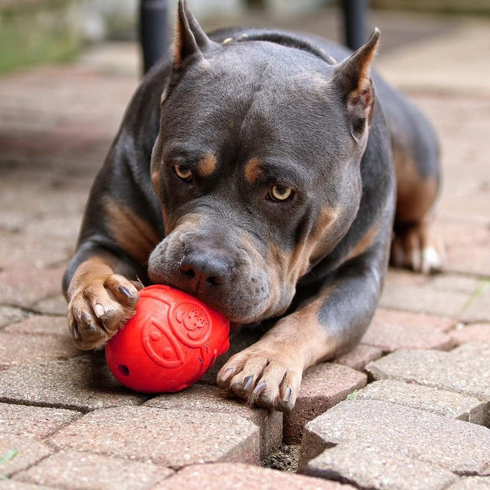 Rocketman Durable Rubber Treat Dispenser & Chew Toy