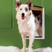 A Border Collie pokes through the PetSafe Extreme Weather Pet Door in a green door, looking cheerful and curious
