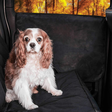 A Cavalier King Charles Spaniel sitting on a car seat protected by the Paw PupProtector™ Car Door Guard (2 Pack), with a scenic autumn forest visible through the window