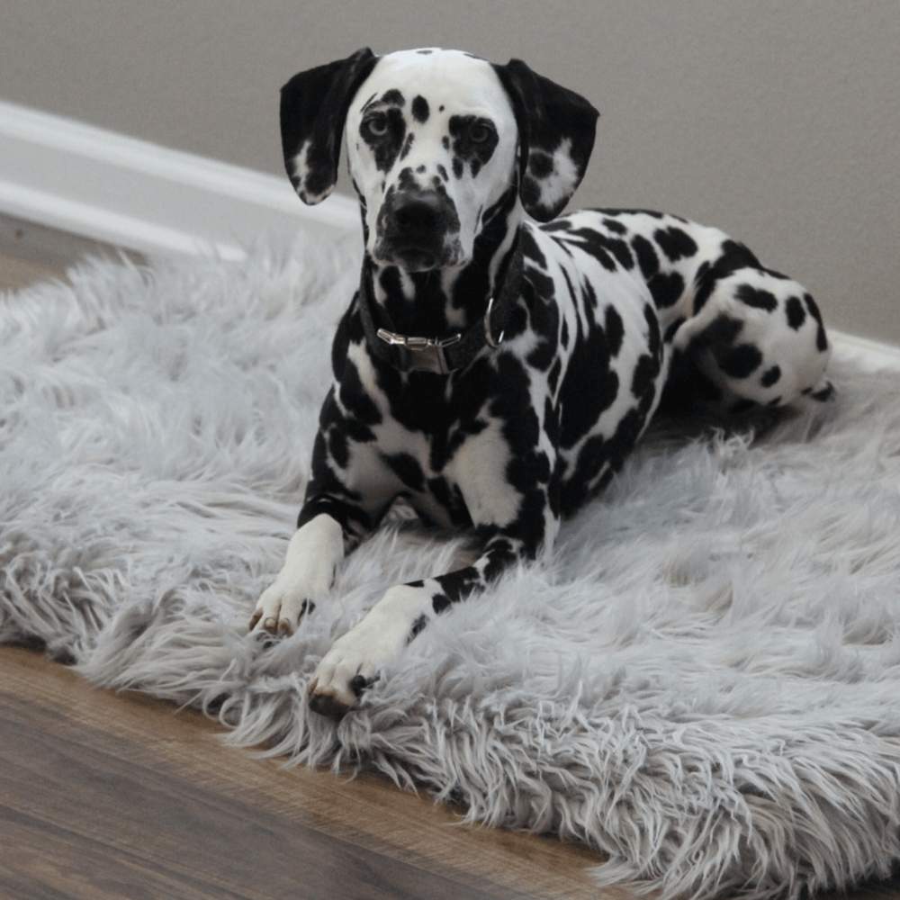 A Dalmatian relaxing on a Rectangle Light Grey Paw PupRug Faux Fur Orthopedic Dog Bed on a wooden floor