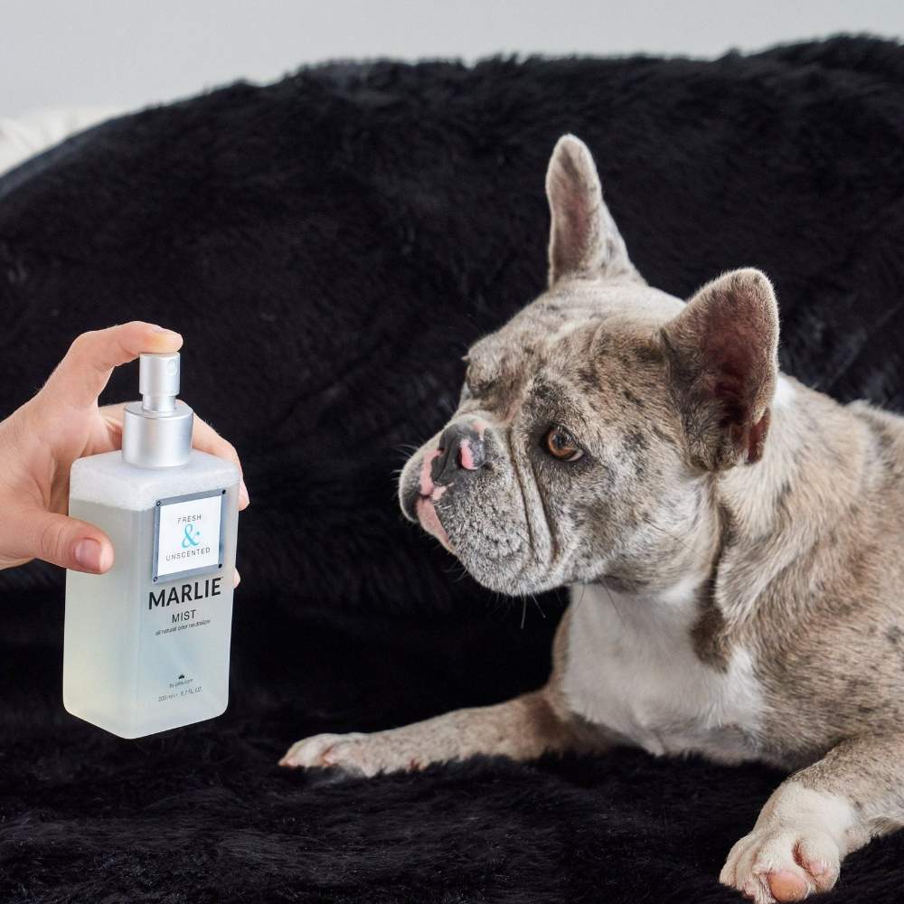 A French Bulldog looking at Paw Marlie Mist Pet Odor Eliminator Spray with Essential Oils - Freshh & Unscented being held by a person
