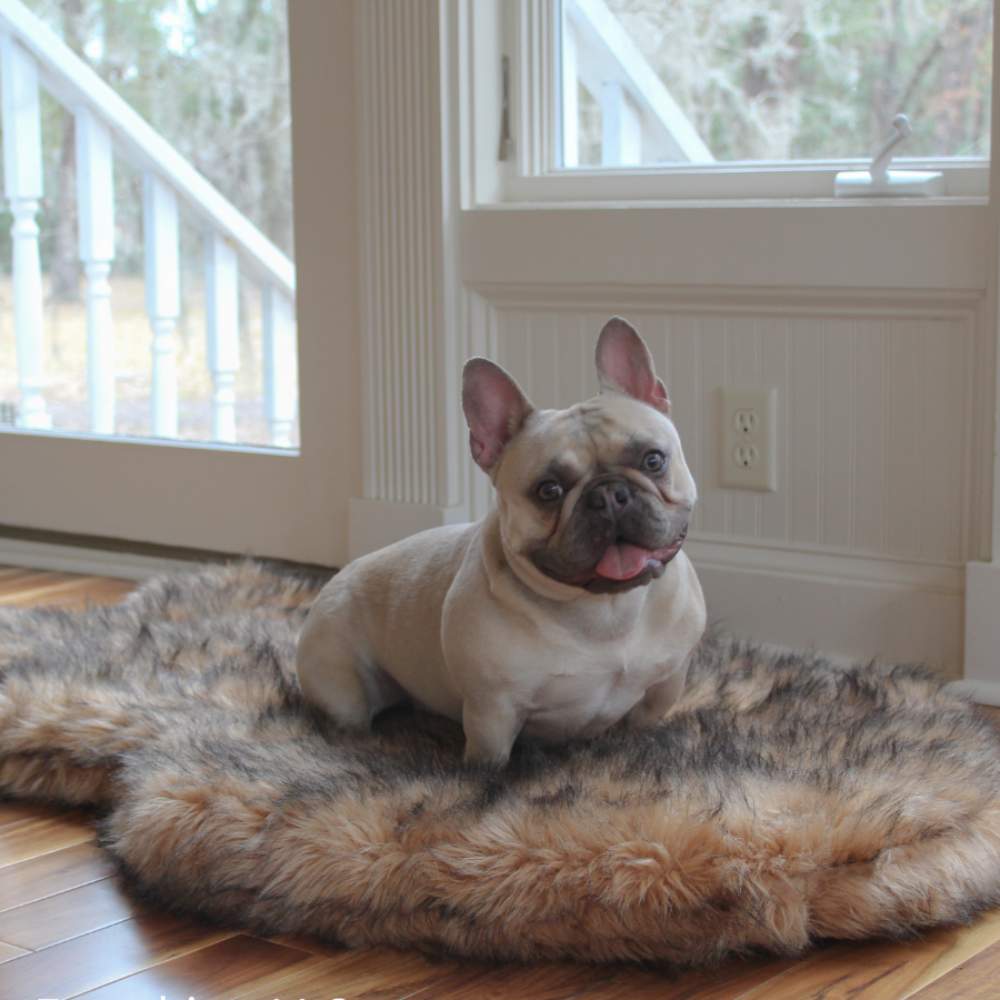 A French Bulldog sitting on a Curve Sable Tan Paw PupRug Faux Fur Orthopedic Dog Bed by a window