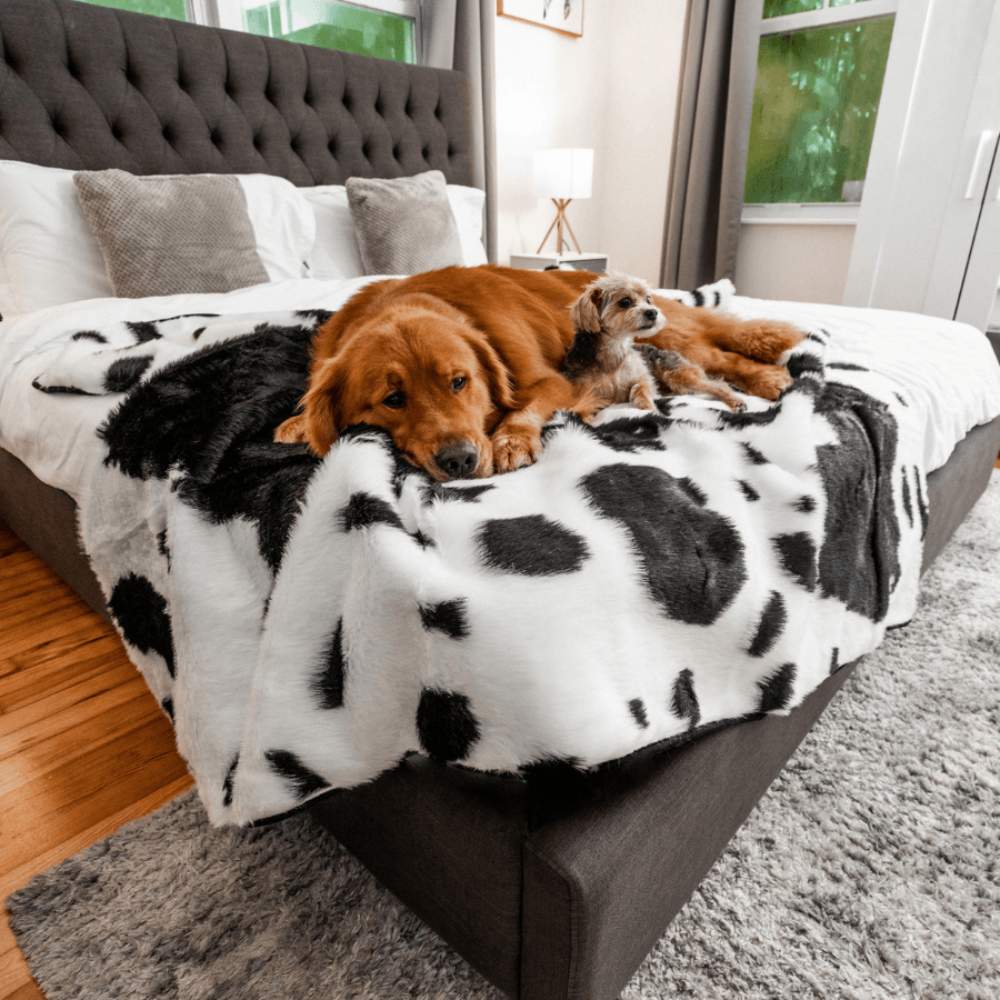 A Golden Retriever and a smaller dog rest together on the Paw PupProtector™ Waterproof Throw Blanket - Black Faux Cowhide Dog Blanket For Car