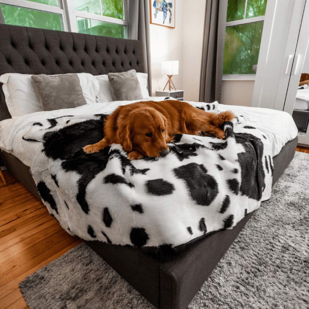 A Golden Retriever lounges on a bed covered with the Paw PupProtector™ Waterproof Throw Blanket - Black Faux Cowhide Dog Blanket For Crate