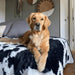 A Golden Retriever sits elegantly on a bed featuring the Paw PupProtector™ Waterproof Throw Blanket - Black Faux Cowhide