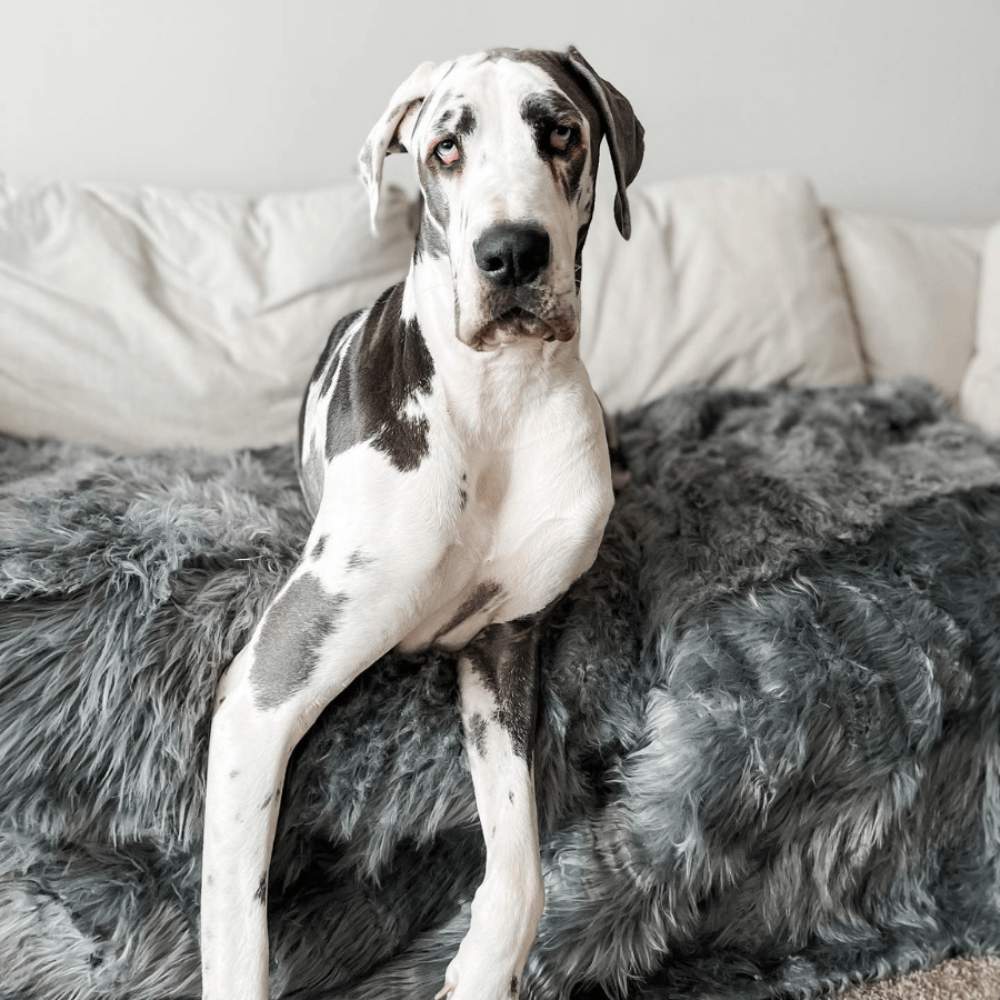 A Great Dane sits on a white sofa covered with the Paw PupProtector™ Waterproof Throw Blanket - Charcoal Grey Puppy Blankets