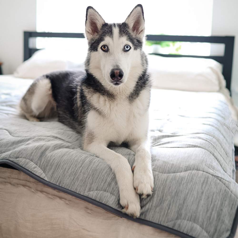 A Husky is lying on a bed with the Paw PupChill™ Cooling Waterproof Blanket - Arctic Grey