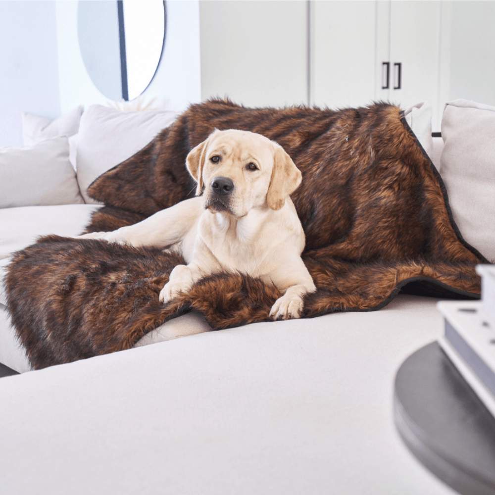 A Labrador Retriever is comfortably lounging on a light grey couch with a Paw PupProtector™ Waterproof Throw Blanket - Brown Heavy Duty Dog Blanket
